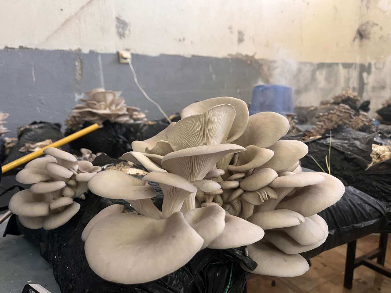 Muğla’da Öğrencilerden Mantar Projesi: Hem Öğrendiler Hem Kazandırdılar 3